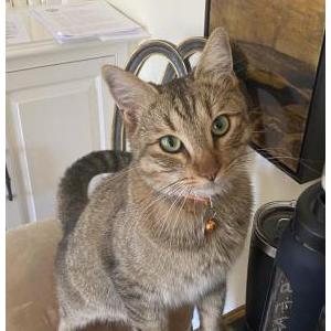 Lost Cat George
