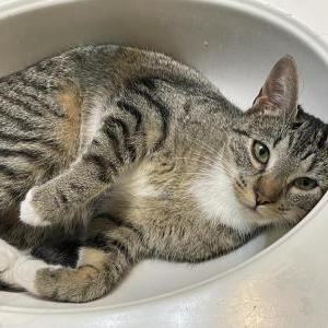 Image of Lynn, Lost Cat