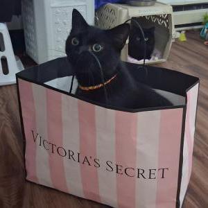 Image of Voodoo, Lost Cat