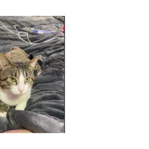 Image of Toes, Lost Cat