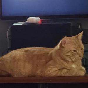 Lost 2 Opie (Florida)