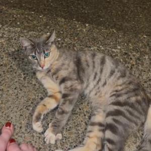 Image of Unknown, Found Cat