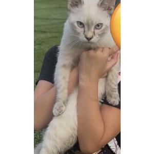 Image of Whip Cream, Lost Cat