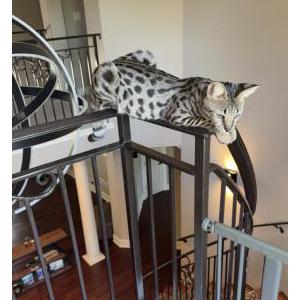 Image of Drax, Lost Cat