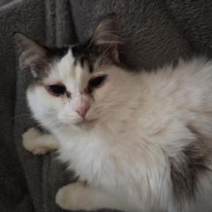 Image of Juice, Lost Cat