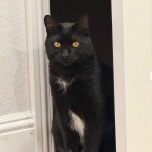 Lost Cat Yoshi