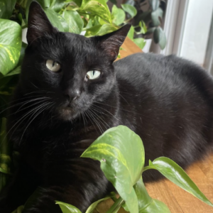 Lost 2 Zula (California)