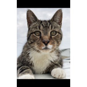 Image of Annabelle, Lost Cat