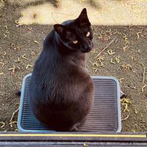 Image of Rambo, Lost Cat