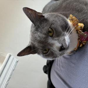 Image of Harper, Lost Cat