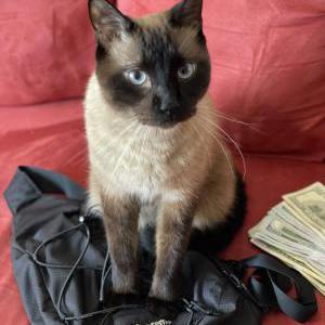 Image of Sasuke, Lost Cat
