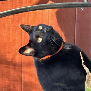 Lost Cat Zuko