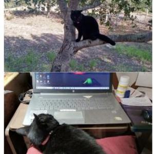 Lost 2 Midnight (California)