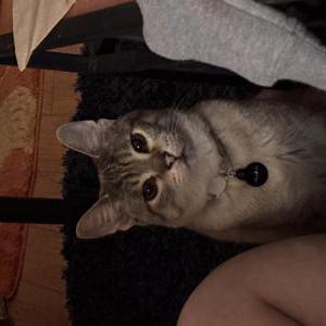 Image of Mouse, Lost Cat