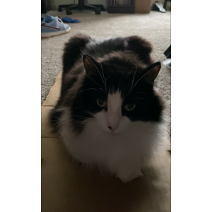 Image of steeve, Lost Cat