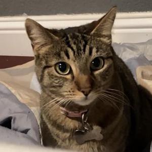 Image of Choti, Lost Cat