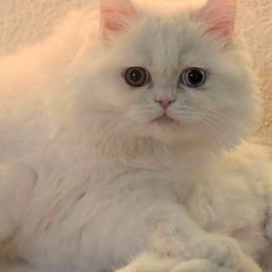 Image of Shirin, Lost Cat