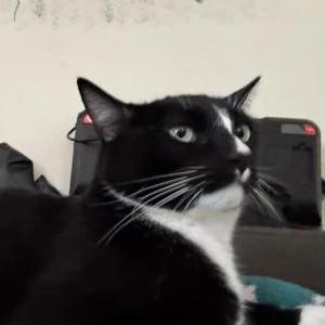 Image of Houdini, Lost Cat