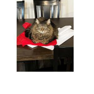 Image of Bailey, Lost Cat