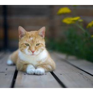Image of Butters, Lost Cat