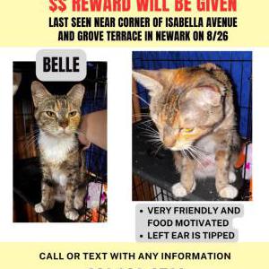 Image of Belle, Lost Cat