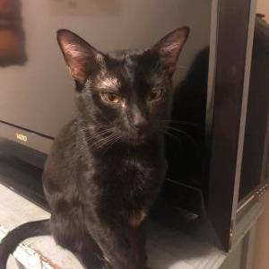 Image of Dexter, Lost Cat
