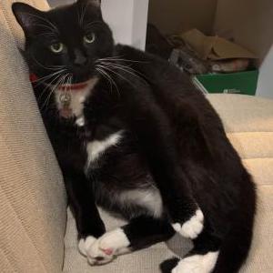 Lost Cat Jackie