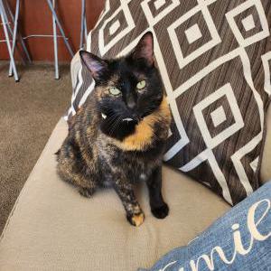 Image of Prieta, Lost Cat