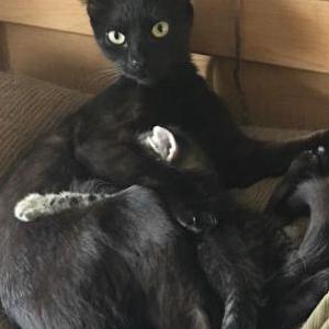 Image of Queenie, Lost Cat