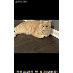 Image of Olvier, Lost Cat