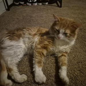 Image of Kaiser, Lost Cat