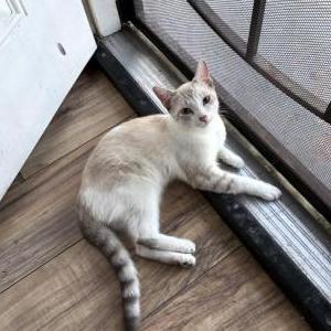 Image of Bebeh, Lost Cat