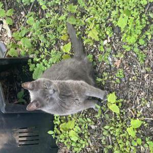 Image of Stanley, Lost Cat