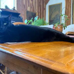 Image of Bo, Lost Cat
