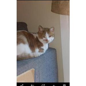 Lost Cat Cookie