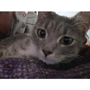 Image of Nala, Lost Cat