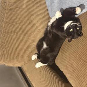 Image of Finn, Lost Cat
