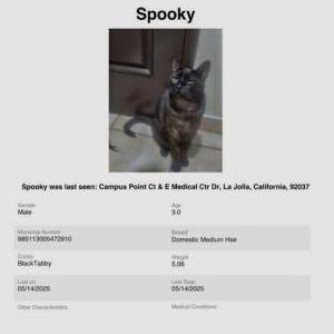 Image of Spooky/herbie, Lost Cat