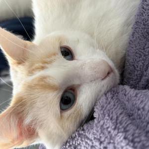 Lost Cat Tofu