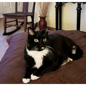 Image of SY, Lost Cat