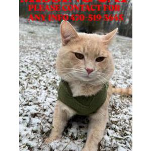 Image of Ruka, Lost Cat