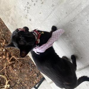 Found Cat Unknown