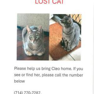 Image of Cleo, Lost Cat