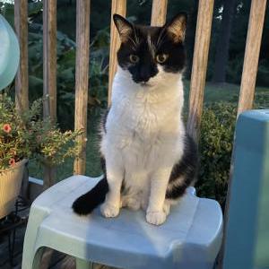 Image of Klaus, Lost Cat