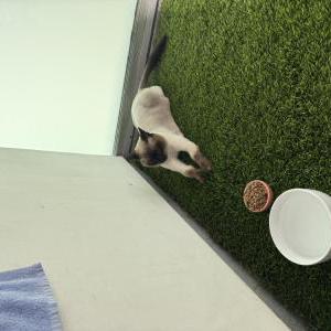 Image of Unknown, Found Cat