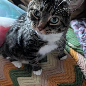 Image of Baby, Lost Cat