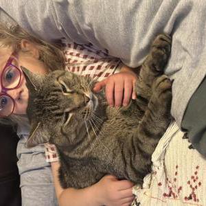 Image of Ziggy, Lost Cat