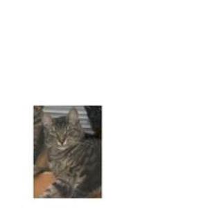 Image of Max, Lost Cat