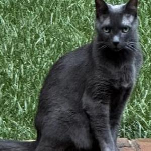 Image of Yuri, Lost Cat