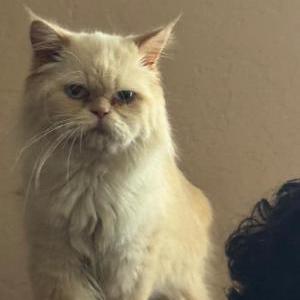 Lost Cat MishMish